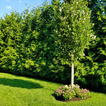 Askin/Hedges/Backyard