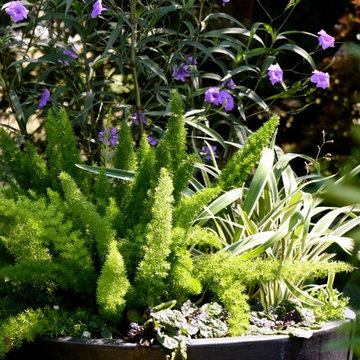 Container Plants