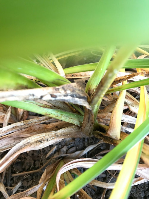 Help! What's killing my daylilies