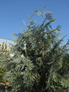 thuja indikation Pflüger Thuja D12 Globuli 10 g mit Dosierspender