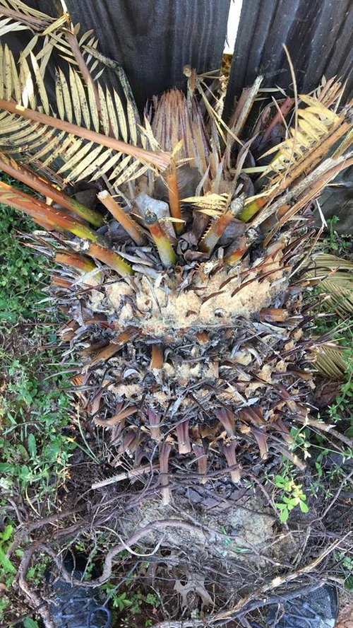Bringing Life Into Sago Palms Dying