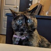 Frances Limoncelli's photo