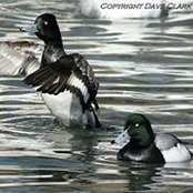 Foto von Dave Clark II