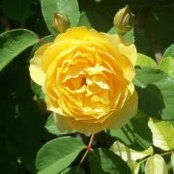 Laura Dwyer McWhorter's photo