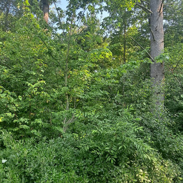 Tree Services