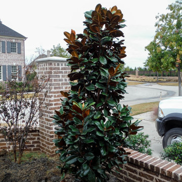 Evergreen Trees & Shrubs