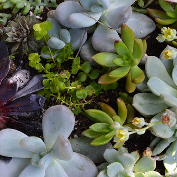 Succulent Planters