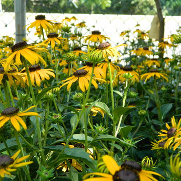 Perennials