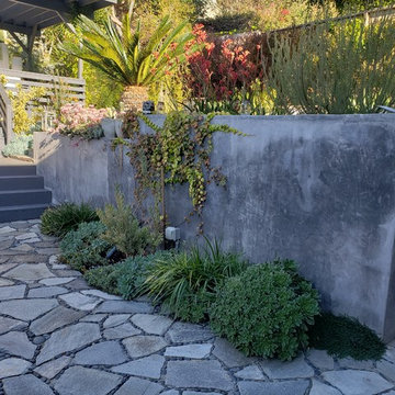 Modern Lush Drought Tolerant and Succulent Garden