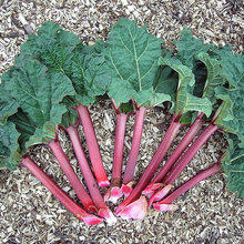 Edible Garden