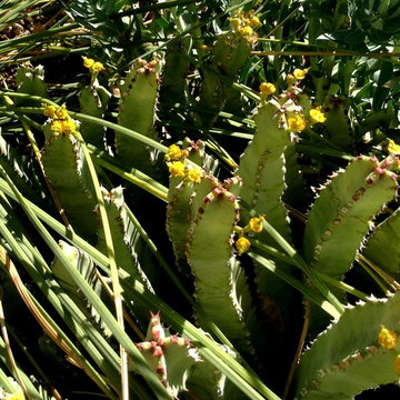 Drought Tolerant Plants