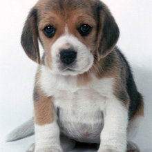 Beagle