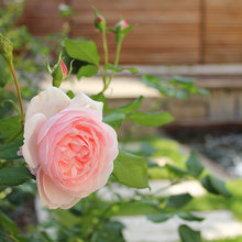 Der Garten im Juni – was jetzt zu tun ist