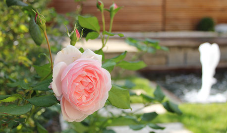 Der Garten im Juni – was jetzt zu tun ist