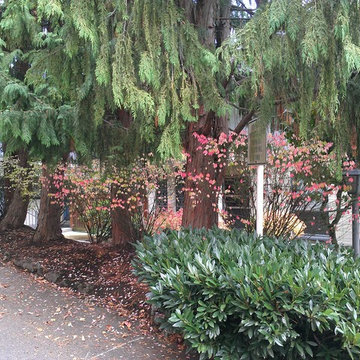 Lake Oswego Court Yard Needed Privacy
