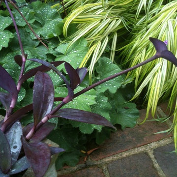 Spring in the Garden