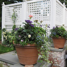 Plants