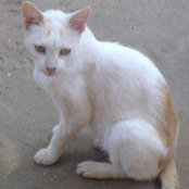 Foto von Archana N