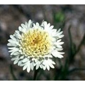 Melica Constants foto