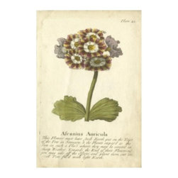 Vintage Auricula II - Prints And Posters