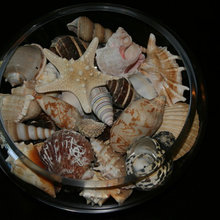 decorating with shells