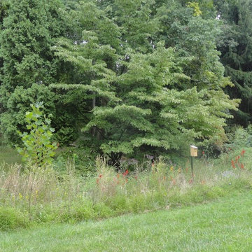 Stream-side Meadow