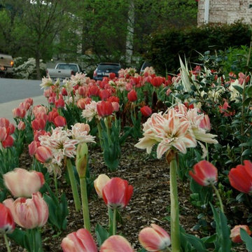 Project Spring Surprise