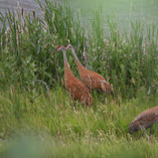 Terri Baas's photo