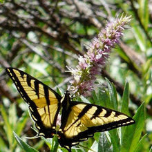 Butterfly Attractions
