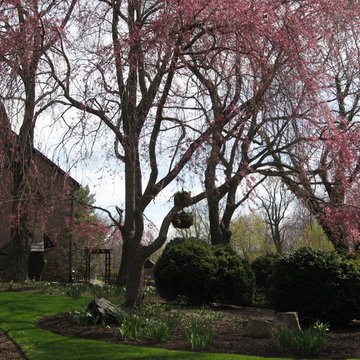 Ornamental Trees