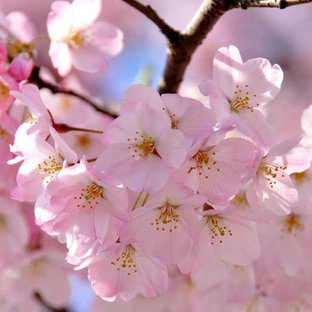 Inspiration pour un jardin ethnique au printemps.