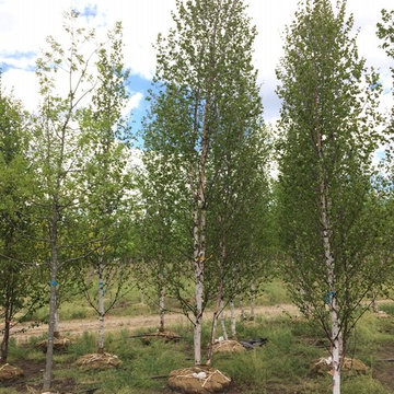 Trees