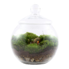 Terrariums