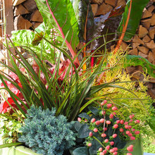 Landscaping ideas