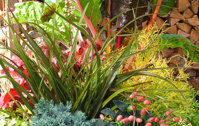 Stretch the Budget, Seasons and Style: Add Conifers to Your Containers