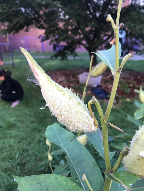 Giant milkweed in zone 6b?