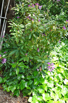 ID for very old rhododendron? | Houzz Forum