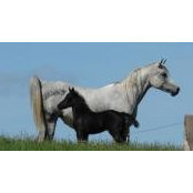 Steffanie Arneson-Bristow's photo
