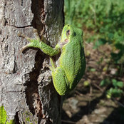 mntreegrower's photo
