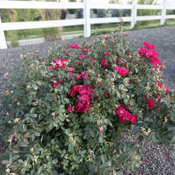 Dry Creek Ranch Landscape Design & Installation