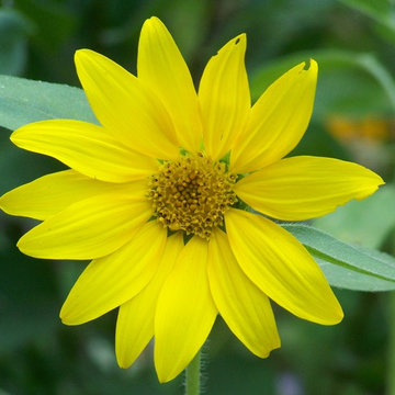 Girasole
