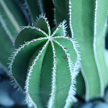 Contemporary Cactus Garden