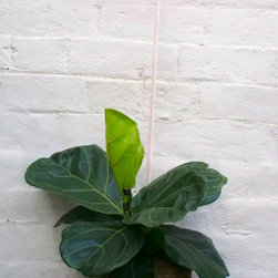 Fiddle Fig Kokedama - Products