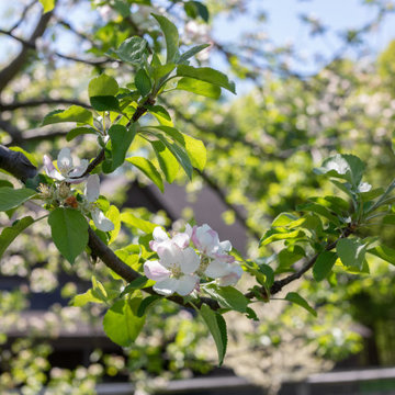 Country Fruit Tree Pruning