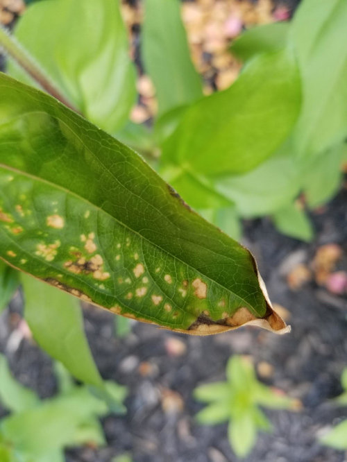 Many of my plants turning brown...diseased?