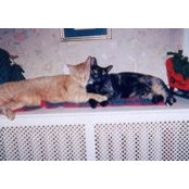Foto von Vicki Greene