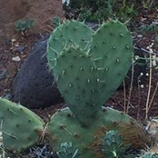 Rachael Darrow's photo