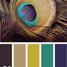 Peacock hues