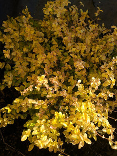 Sunshine' Ligustrum issues