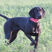 Wildwhiskey Gundogs's photo